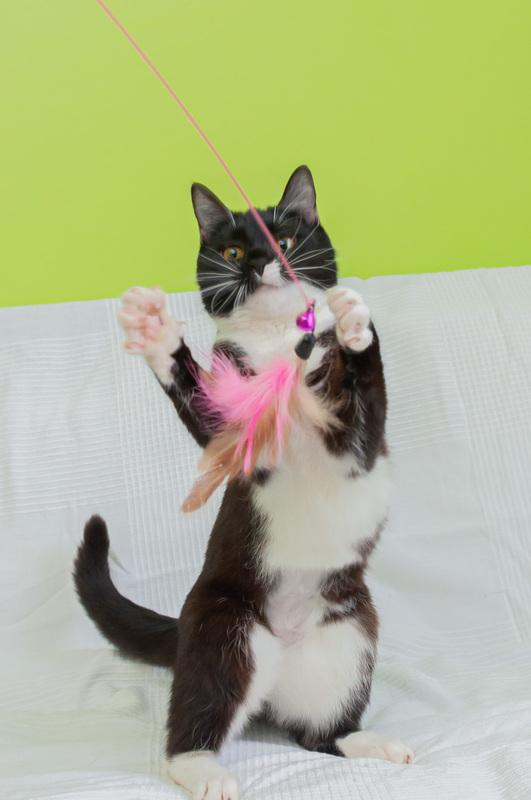 Черно-белая изящная кошка Марси в добрые руки купить на Зозу.ру - фотография № 4