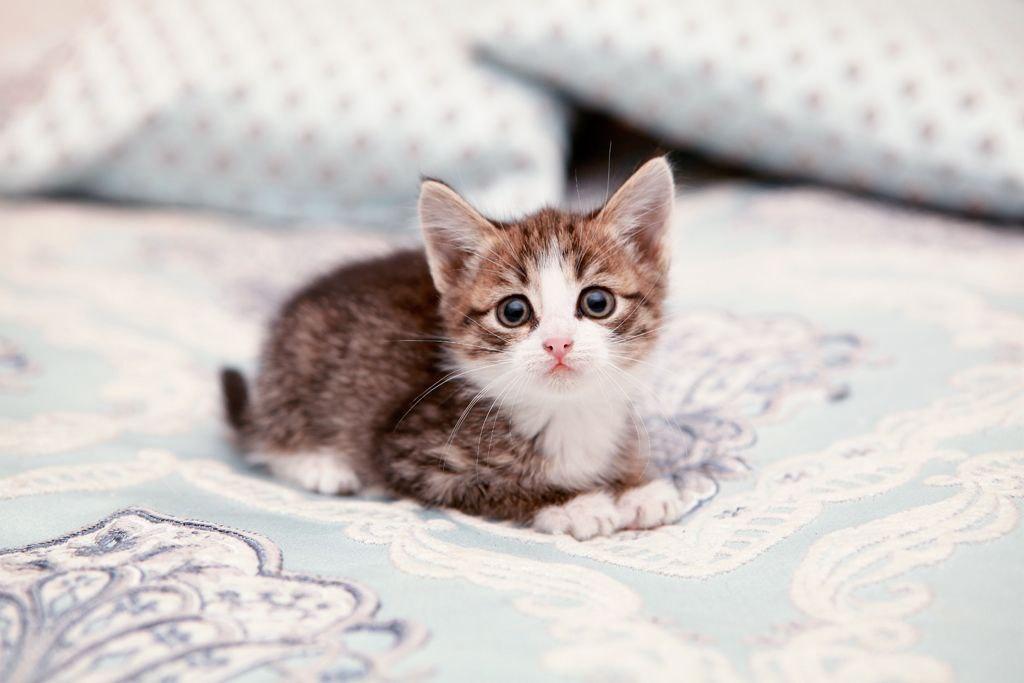 Очаровательный котенок Милаш в добрые руки купить на Зозу.ру - фотография № 2