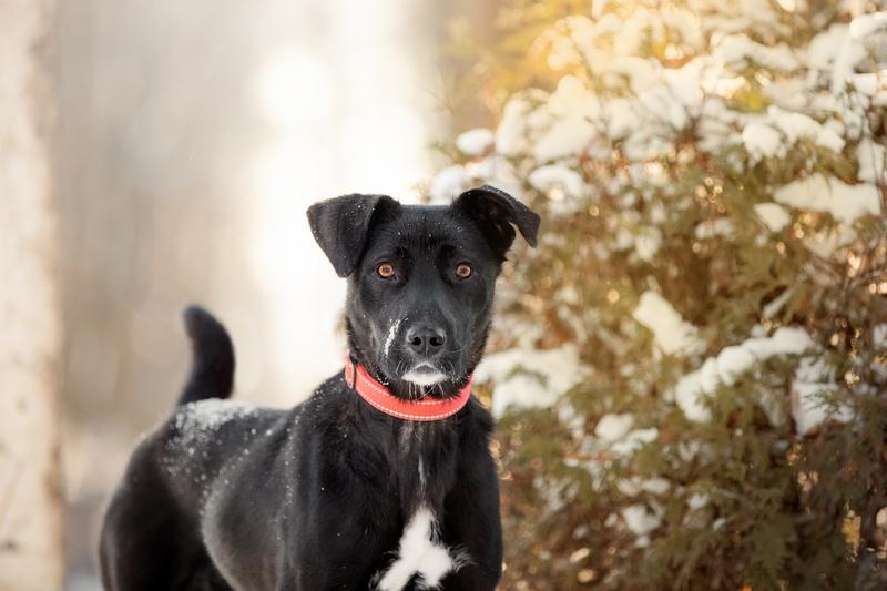 Черная собака Берта в добрые руки купить на Зозу.ру - фотография № 4