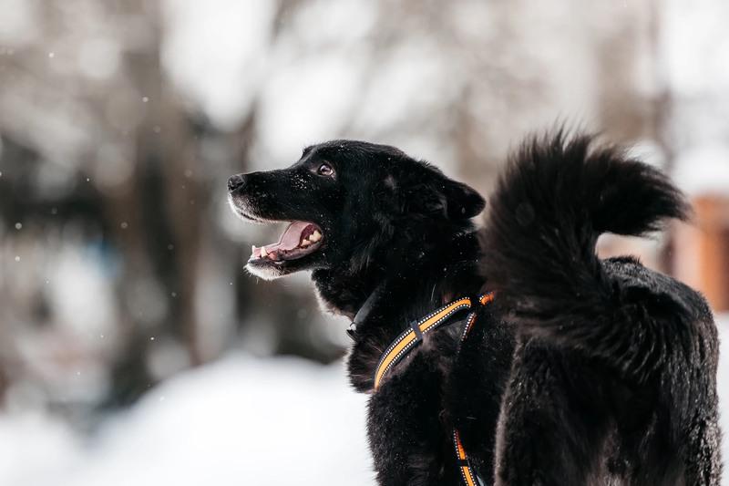 Небольшая черная собачка Эльза в добрые руки купить на Зозу.ру - фотография № 4