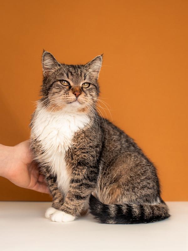 Красавица-кошка Яна с кисточками на ушках в добрые руки купить на Зозу.ру - фотография № 1