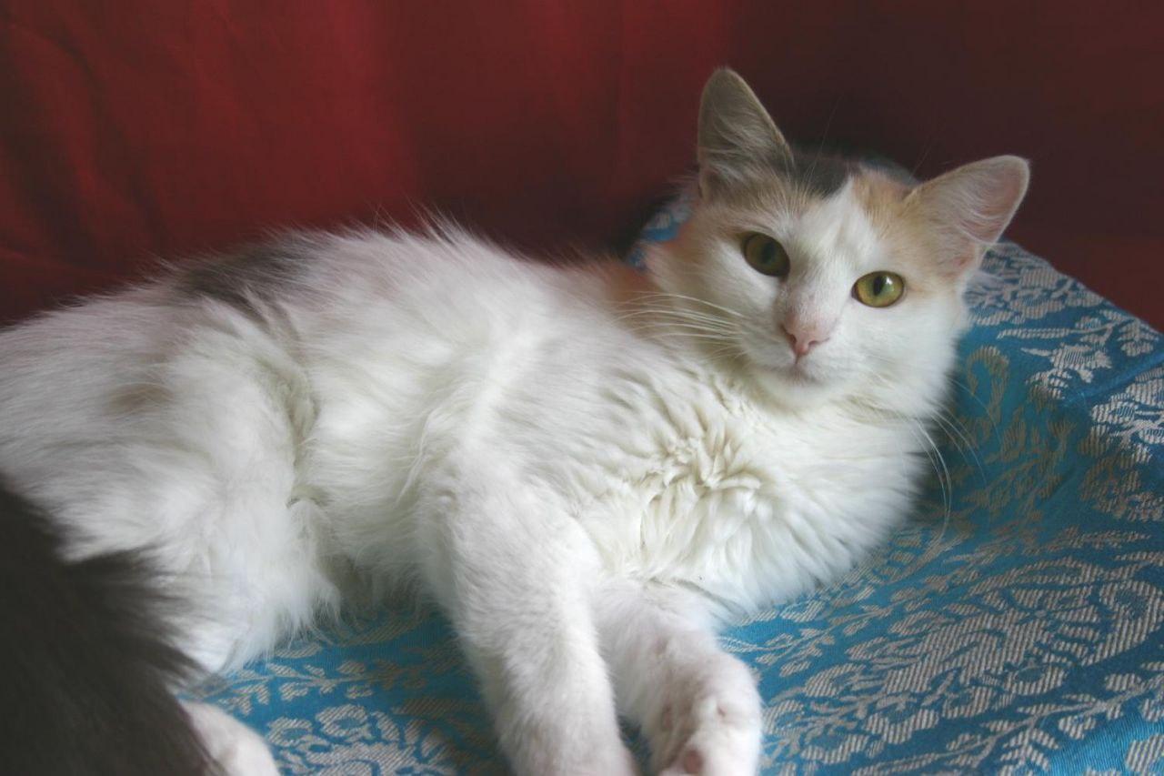 Кошка Сара 1 год, стерилизована и привита купить на Зозу.ру - фотография № 2