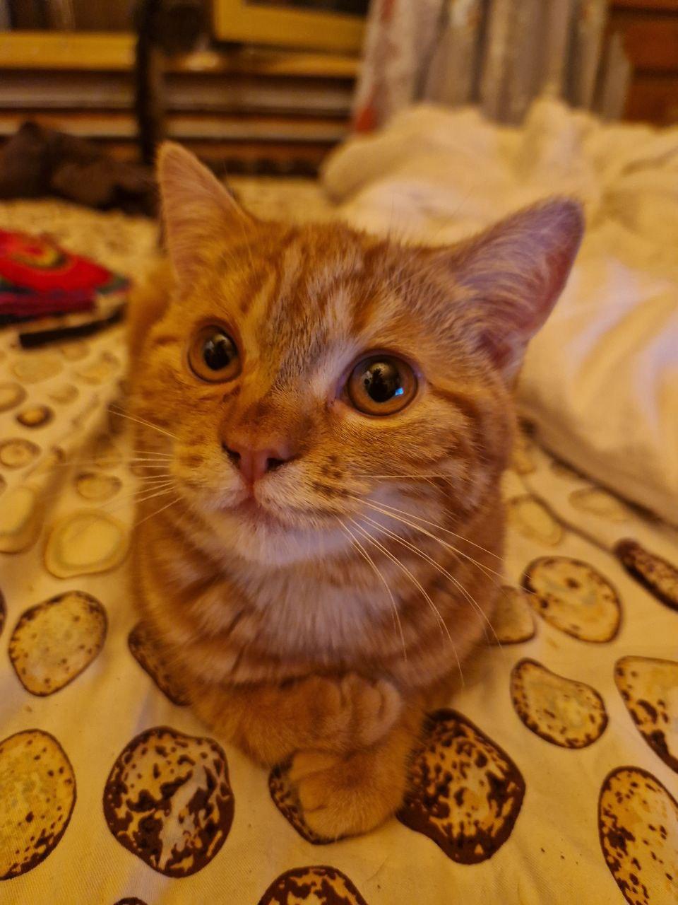 Мраморно-рыжая котёнка Брунхильда. 4 месяца, привита, стерилизована купить на Зозу.ру - фотография № 4
