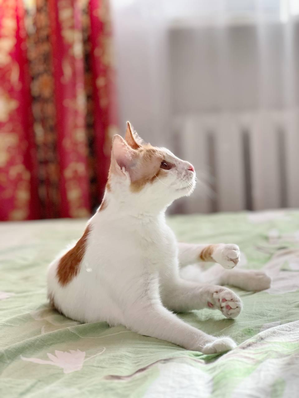 Рыжий котенок СОфа в добрые руки купить на Зозу.ру - фотография № 3
