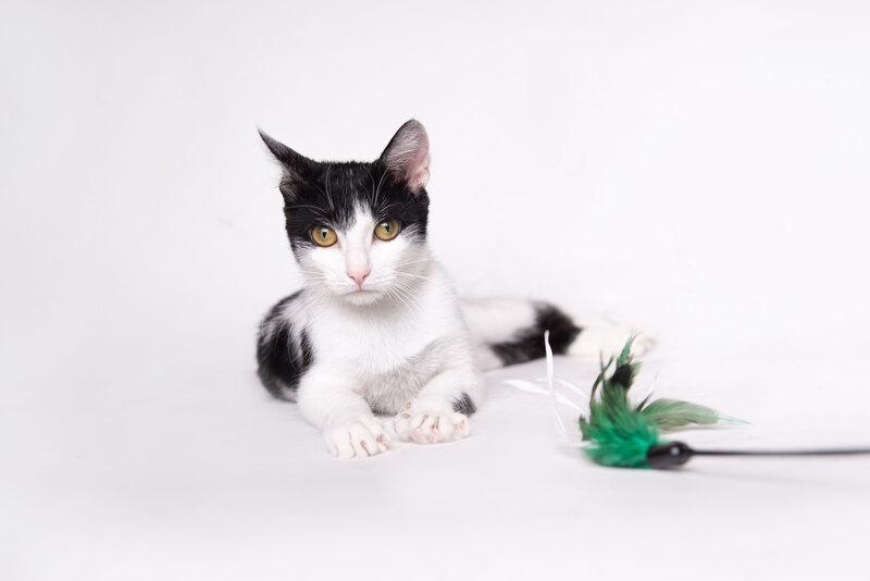 Изящная красавица Инь-Янь — кошка Нюша в добрые руки купить на Зозу.ру - фотография № 3