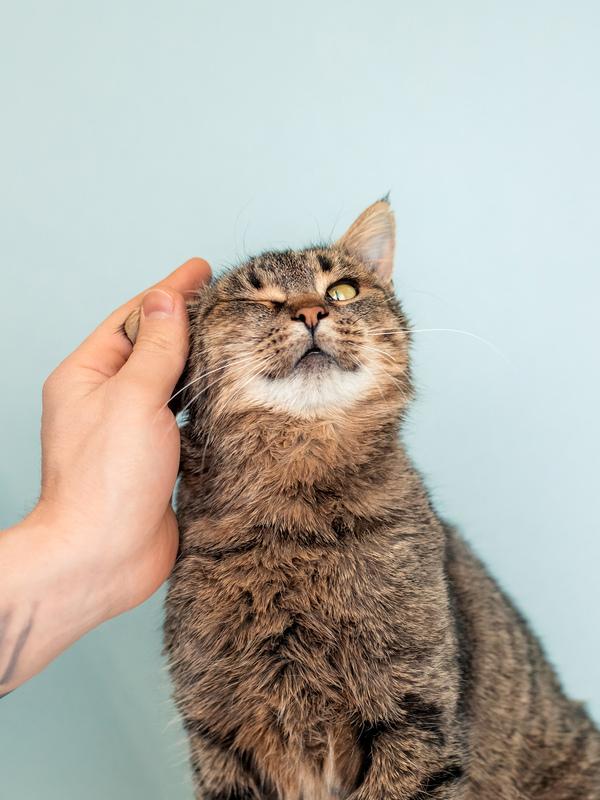 Крупная британская кошка Муза в добрые руки купить на Зозу.ру - фотография № 4