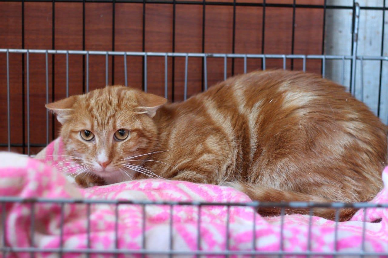 Рыжий мраморный красавец кот Гарфилд в добрые руки купить на Зозу.ру - фотография № 1