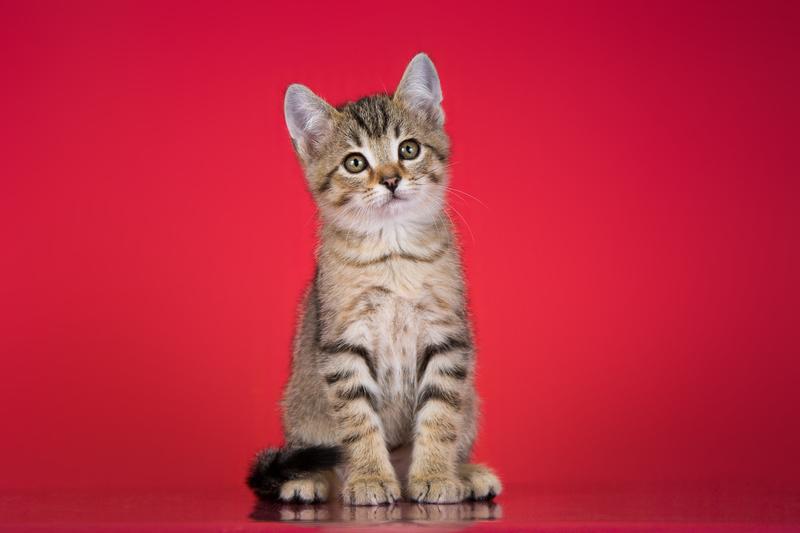 Очаровательный ручной котенок Чип в добрые руки купить на Зозу.ру - фотография № 3