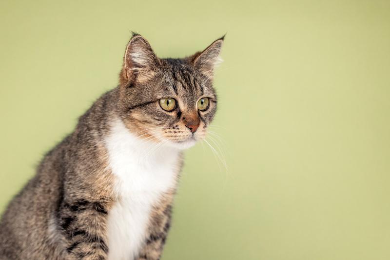 Красавица-кошка Яна с кисточками на ушках в добрые руки купить на Зозу.ру - фотография № 7