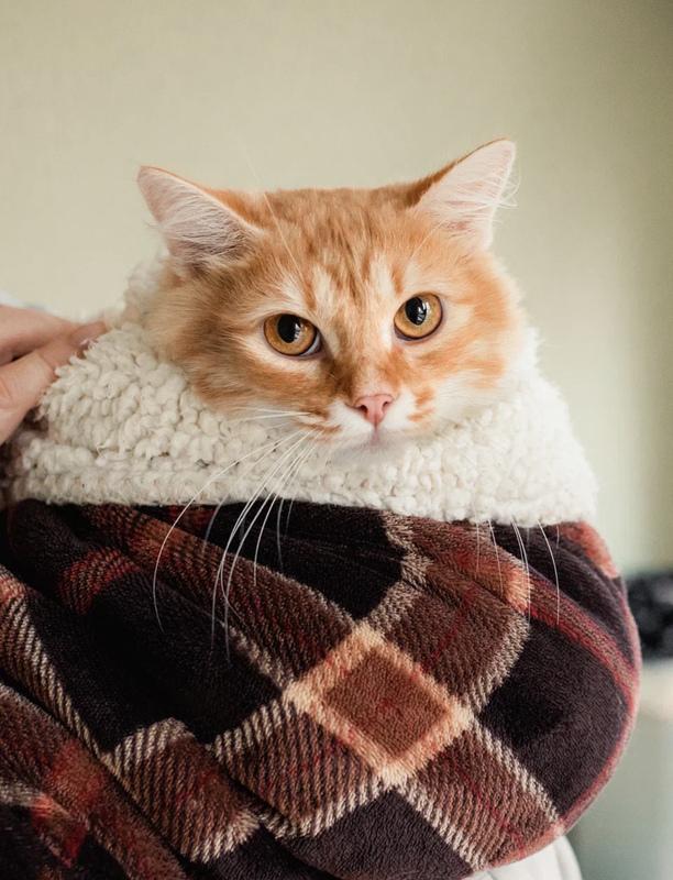 Рыжий пушистый мраморный кот Чедер в добрые руки