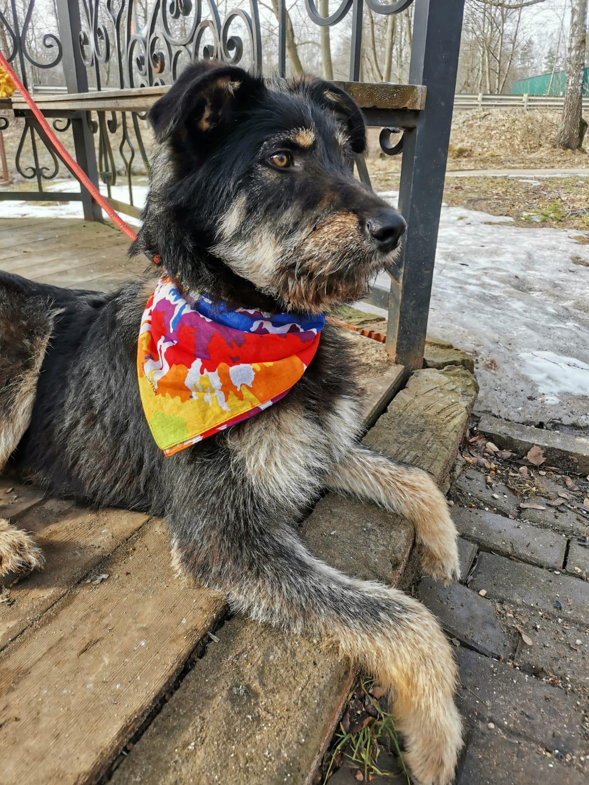 Молодая собака Мила бесплатно купить на Зозу.ру - фотография № 2