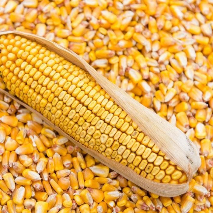 Кукуруза зерно в Новгородской области