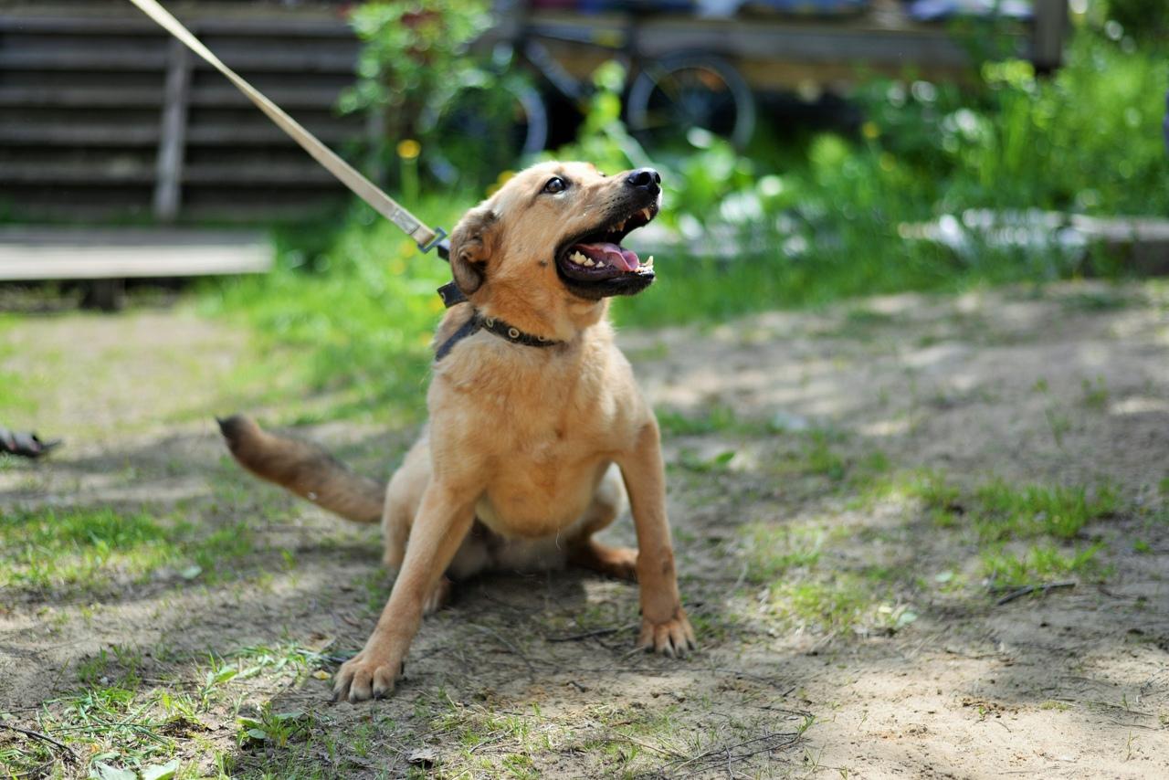 Собака Глория всю жизнь ждет тебя в приюте купить на Зозу.ру - фотография № 2