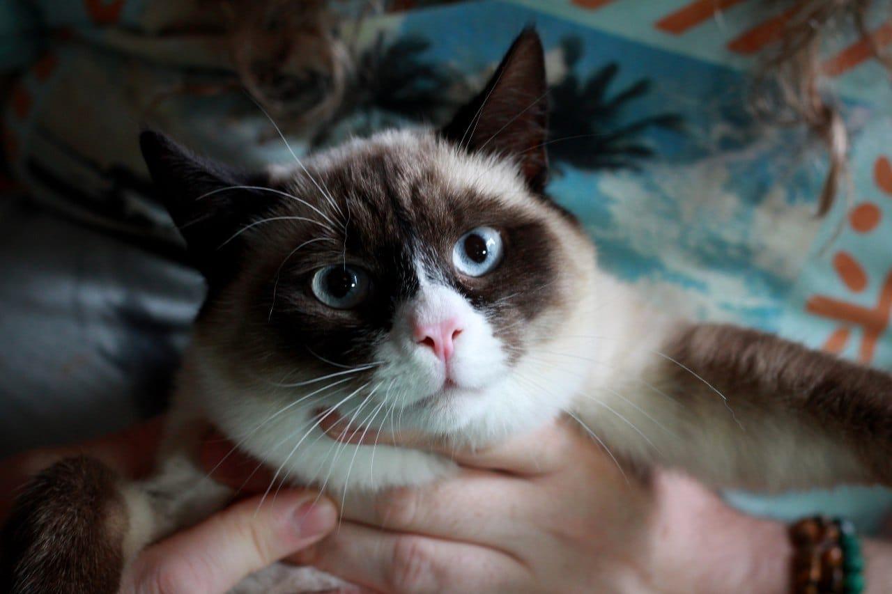 Роскошный тайский котенок Эдвард в добрые руки купить на Зозу.ру - фотография № 4