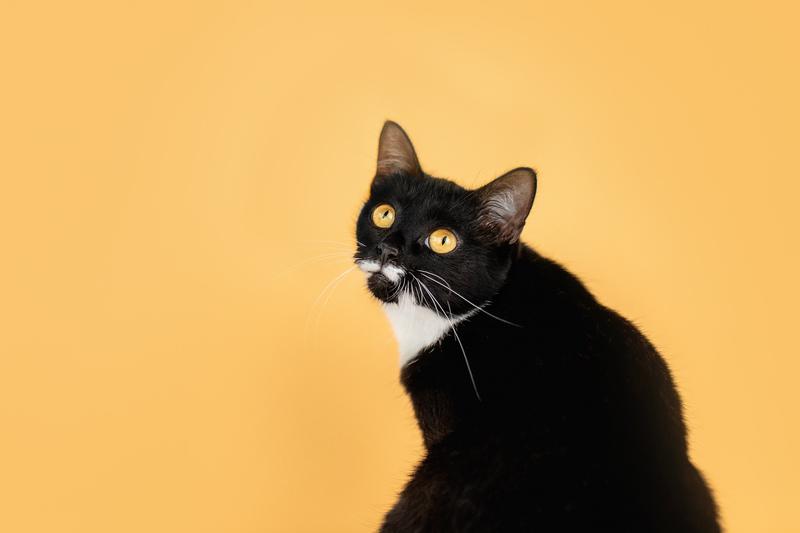 Золотоглазая красавица черно-белая кошка Стасия в добрые руки купить на Зозу.ру - фотография № 6