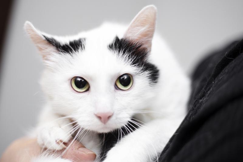 Белый молодой нежный котик Рошфор в добрые руки купить на Зозу.ру - фотография № 4