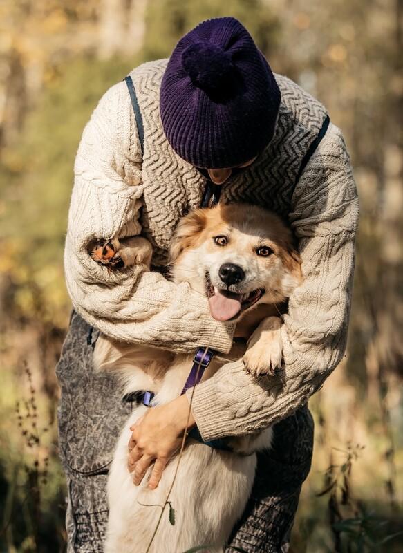 Пушистый белый красавец пёс Альф в дар купить на Зозу.ру - фотография № 2