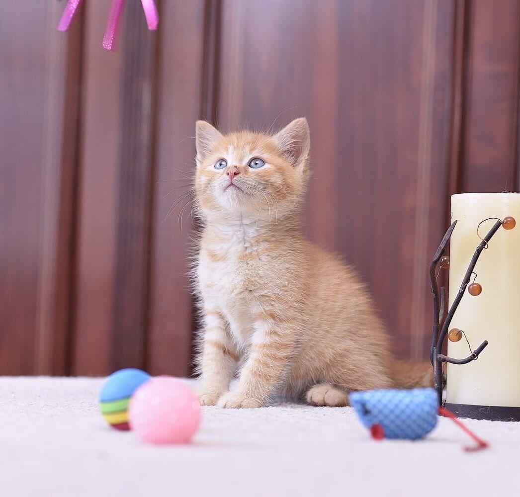 Рыжий очаровательный котенок Мила в добрые руки купить на Зозу.ру - фотография № 2