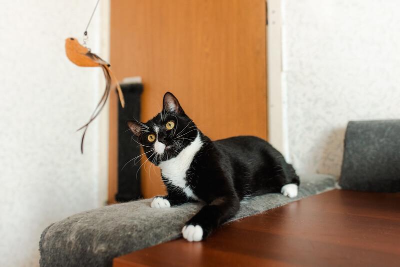Роскошный маркизный кот Тоша в добрые руки купить на Зозу.ру - фотография № 7