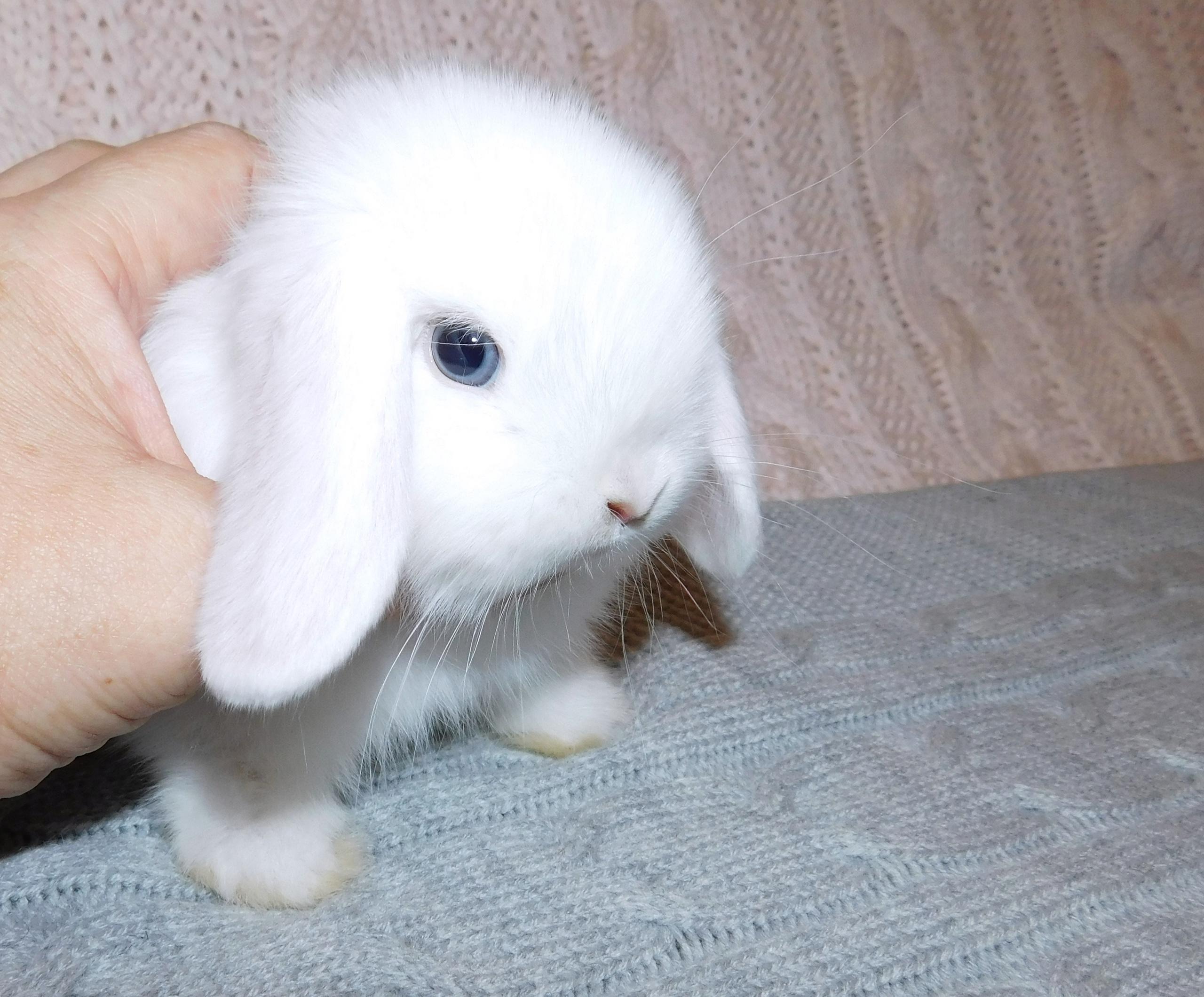Вислоухие голубоглазые блондины-кролики купить на Зозу.ру - фотография № 3
