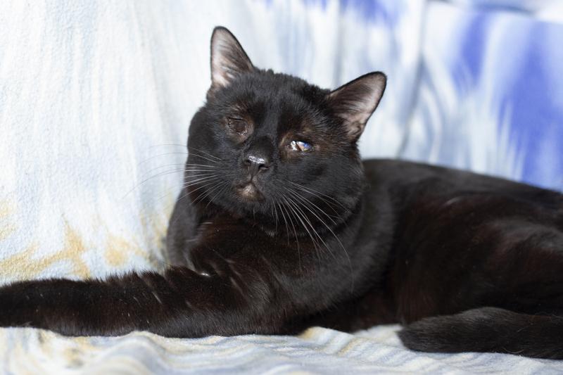 Особенный черный кот Гэндальф ищет дом купить на Зозу.ру - фотография № 5