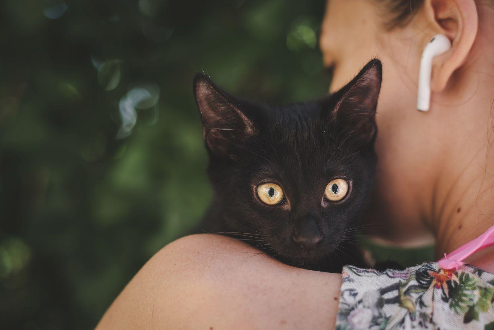 Черные котята в добрые руки купить на Зозу.ру - фотография № 10