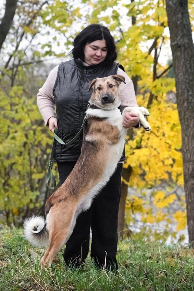 Срочно ищет семью молодой пес Ричард купить на Зозу.ру - фотография № 3
