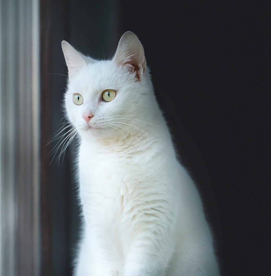 Белый котенок Танго в добрые руки купить на Зозу.ру - фотография № 2