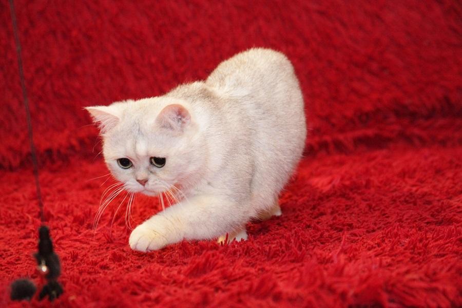 Британский кот Маффин ищет дом! купить на Зозу.ру - фотография № 5