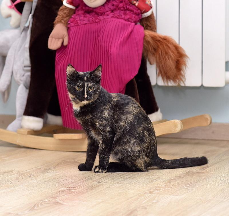 Ищет дом красавица котенок Клеопатра купить на Зозу.ру - фотография № 4