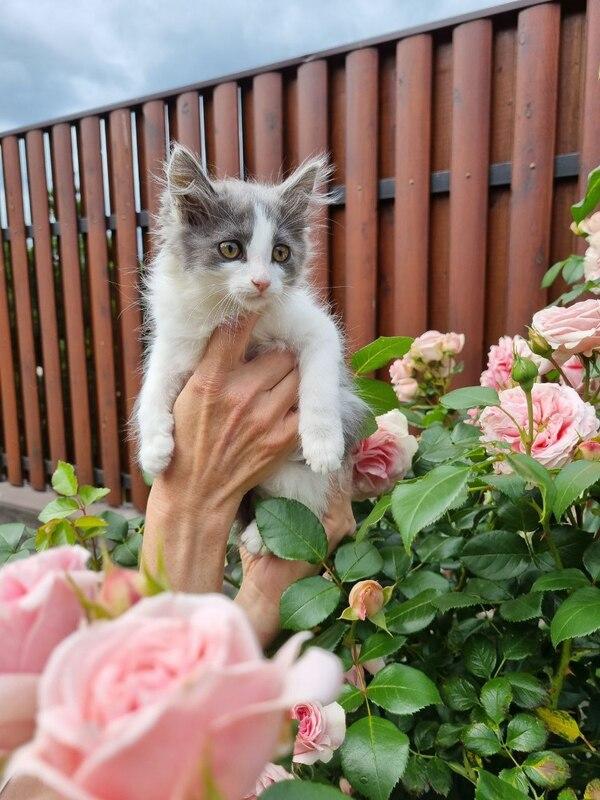 Пушистый котенок Пушинка в добрые руки купить на Зозу.ру - фотография № 3