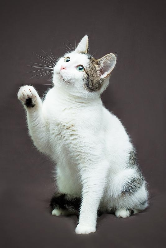 Трепетный и нежный котенок Марсик в добрые руки купить на Зозу.ру - фотография № 5