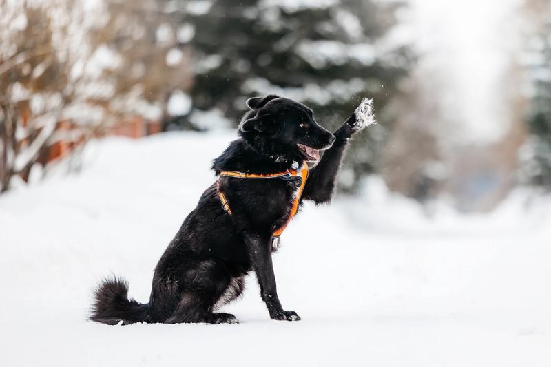 Небольшая черная собачка Эльза в добрые руки купить на Зозу.ру - фотография № 6