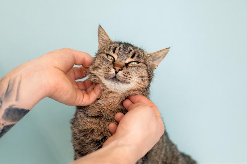 Крупная британская кошка Муза в добрые руки купить на Зозу.ру - фотография № 2