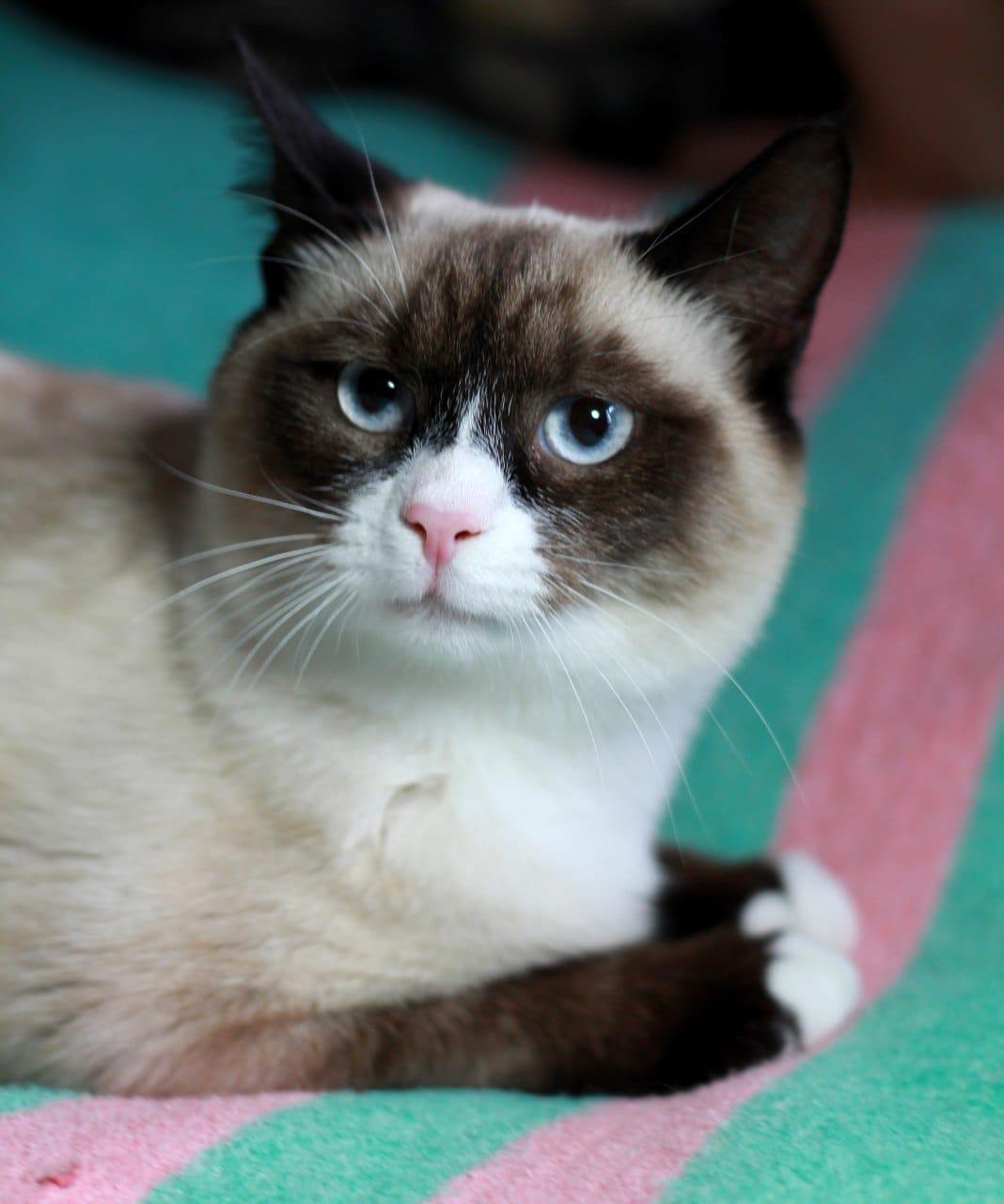 Роскошный тайский котенок Эдвард в добрые руки купить на Зозу.ру - фотография № 1