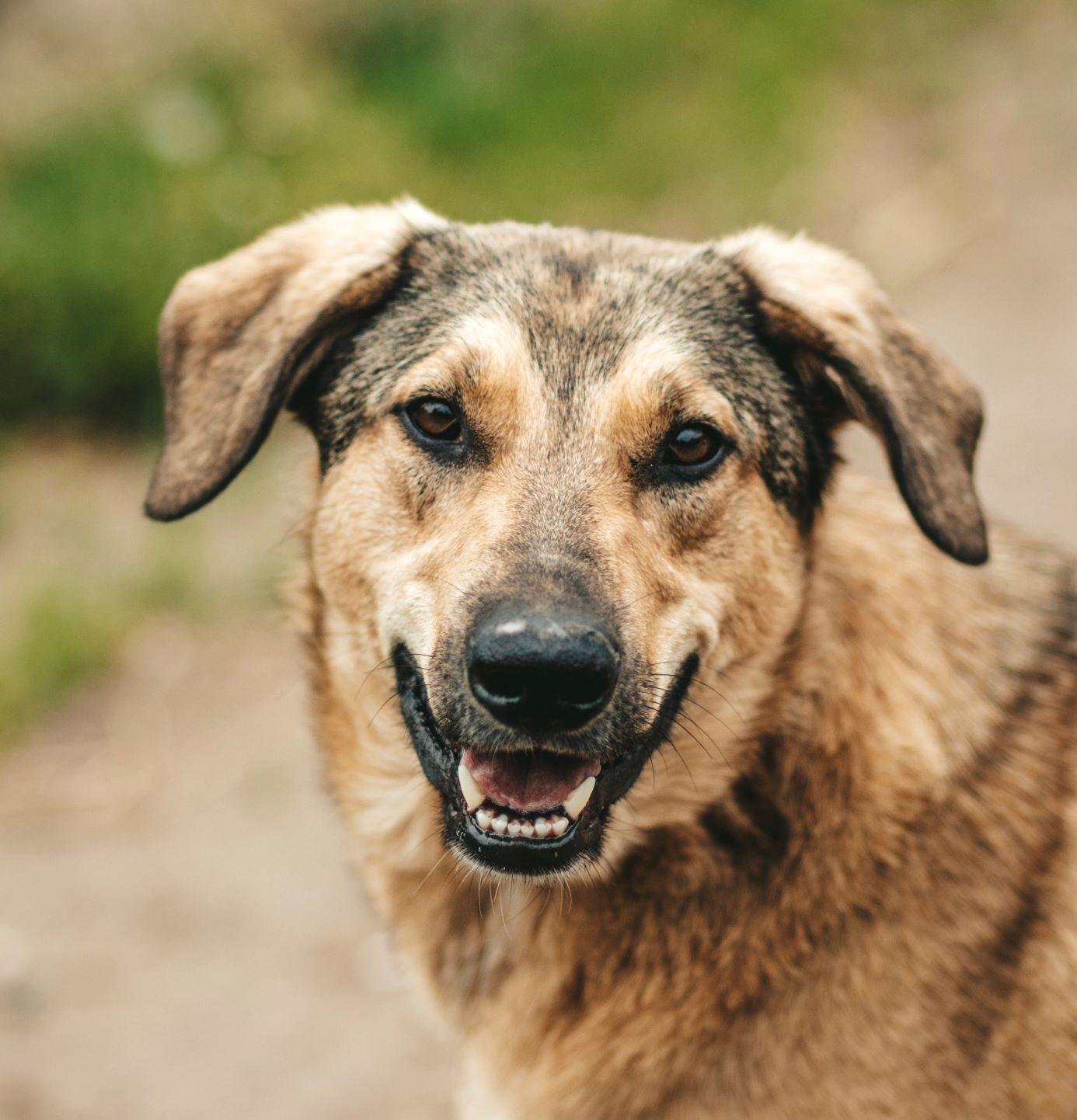 Очаровательный пёс Скуби с шикарной улыбкой в дар