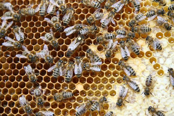 Пчелиные матки продажа купить на Зозу.ру - фотография № 1