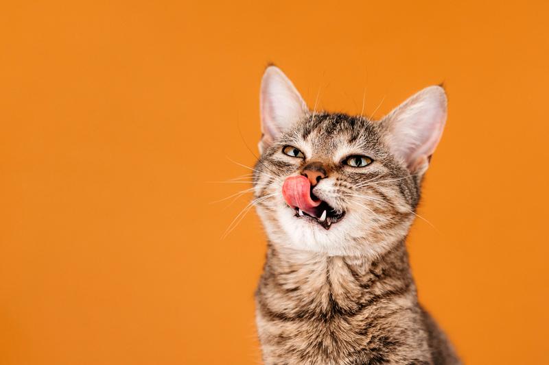 Полосатый котенок Веста в добрые руки купить на Зозу.ру - фотография № 10