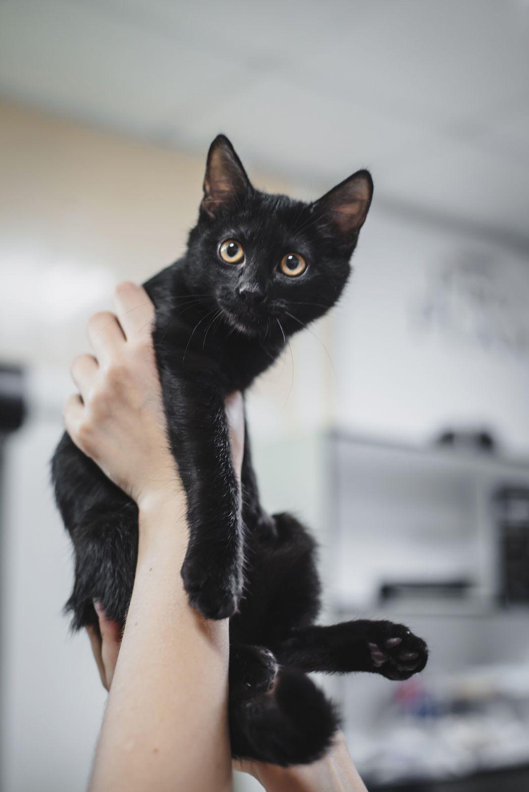 Черные котята в добрые руки купить на Зозу.ру - фотография № 4