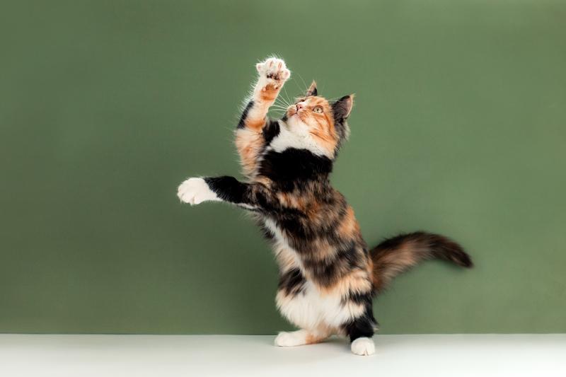 Пушистая яркая трехцветная красавица кошка Ириска в добрые руки купить на Зозу.ру - фотография № 4