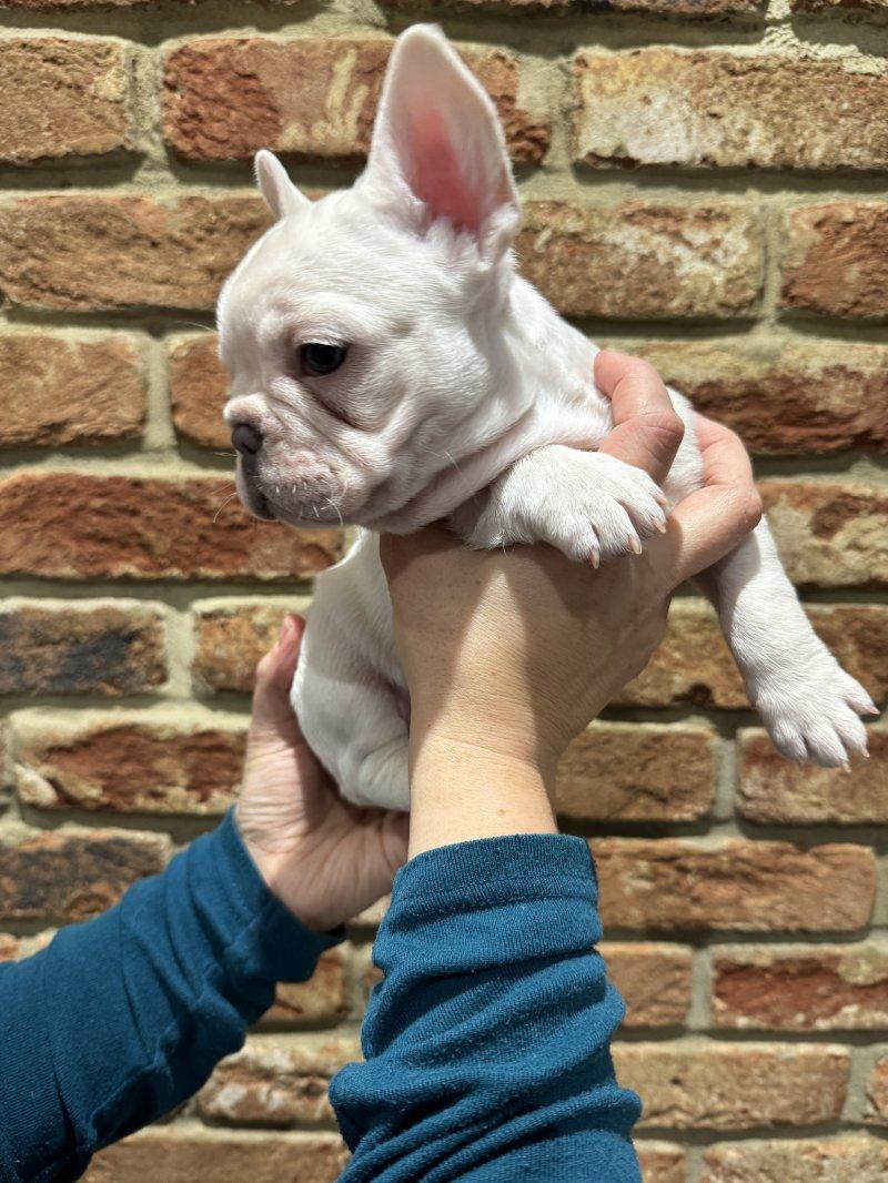 Красивый щенок французского бульдога купить на Зозу.ру - фотография № 3