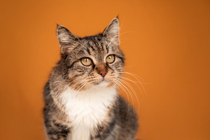 Красавица-кошка Яна с кисточками на ушках в добрые руки купить на Зозу.ру - фотография № 3