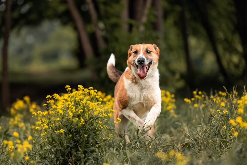 Веснушчатый пёс Лео ищет дом купить на Зозу.ру - фотография № 4
