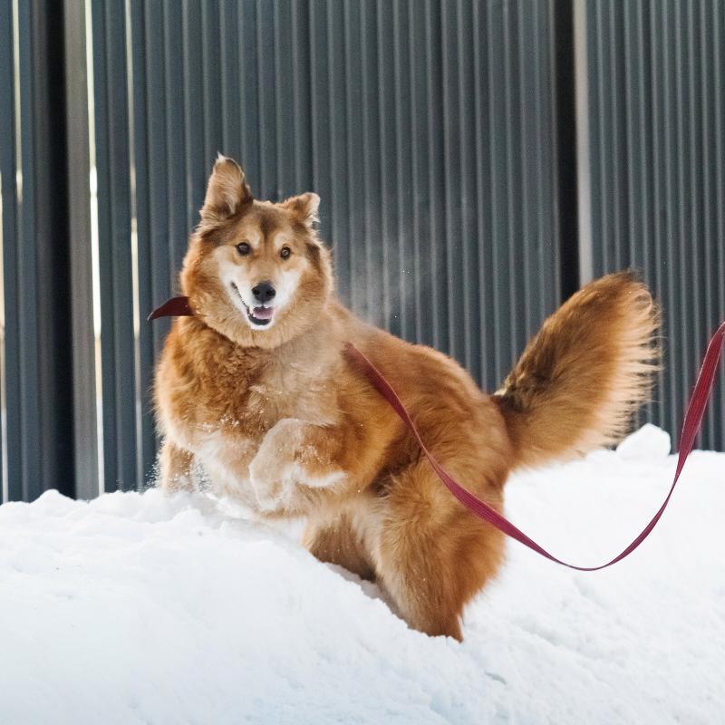 Рыжая пушистая собака-красавица Леди в добрые руки купить на Зозу.ру - фотография № 1