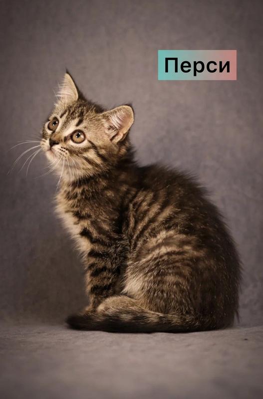 Маленькие котята — метисы британской породы в добрые руки купить на Зозу.ру - фотография № 5