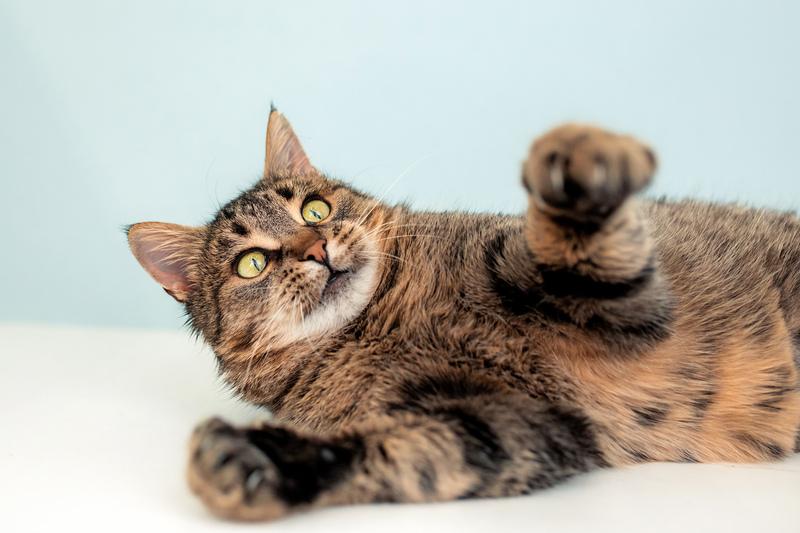 Крупная британская кошка Муза в добрые руки купить на Зозу.ру - фотография № 9