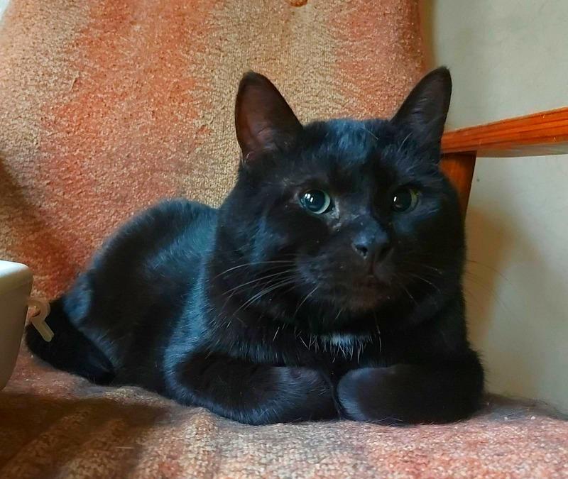 Британский крупный черный красавец-кот Дуглас в добрые руки купить на Зозу.ру - фотография № 3