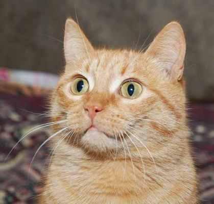 Рыжая ласковая кошка Розочка в добрые руки купить на Зозу.ру - фотография № 1