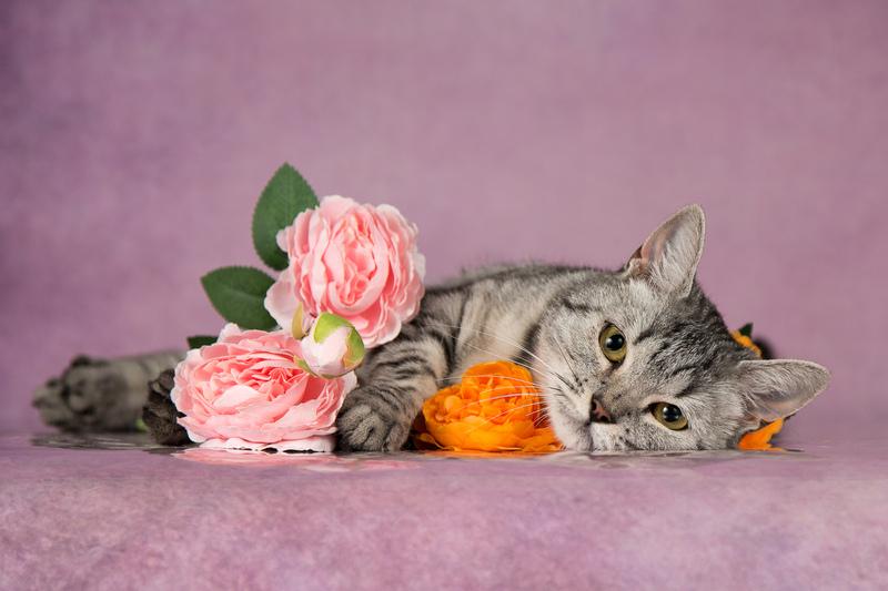 Шотландская кошка Шанель в добрые руки купить на Зозу.ру - фотография № 3
