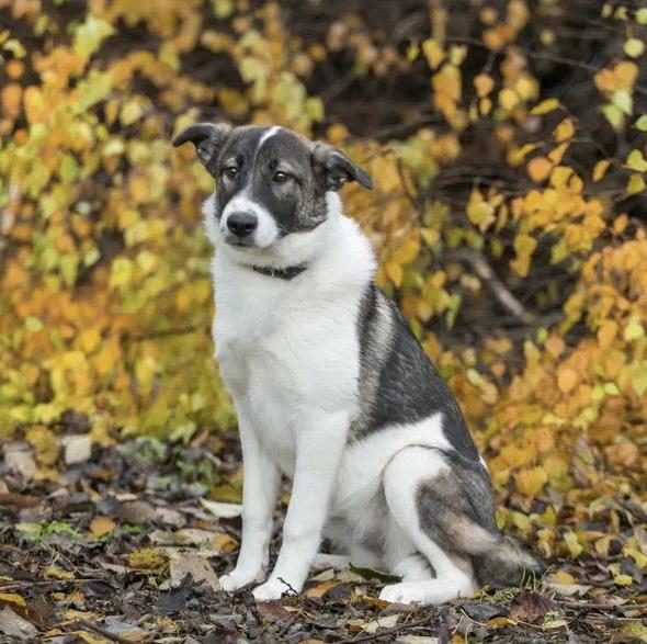 Нежная белая собачка Лапушка ищет дом купить на Зозу.ру - фотография № 2